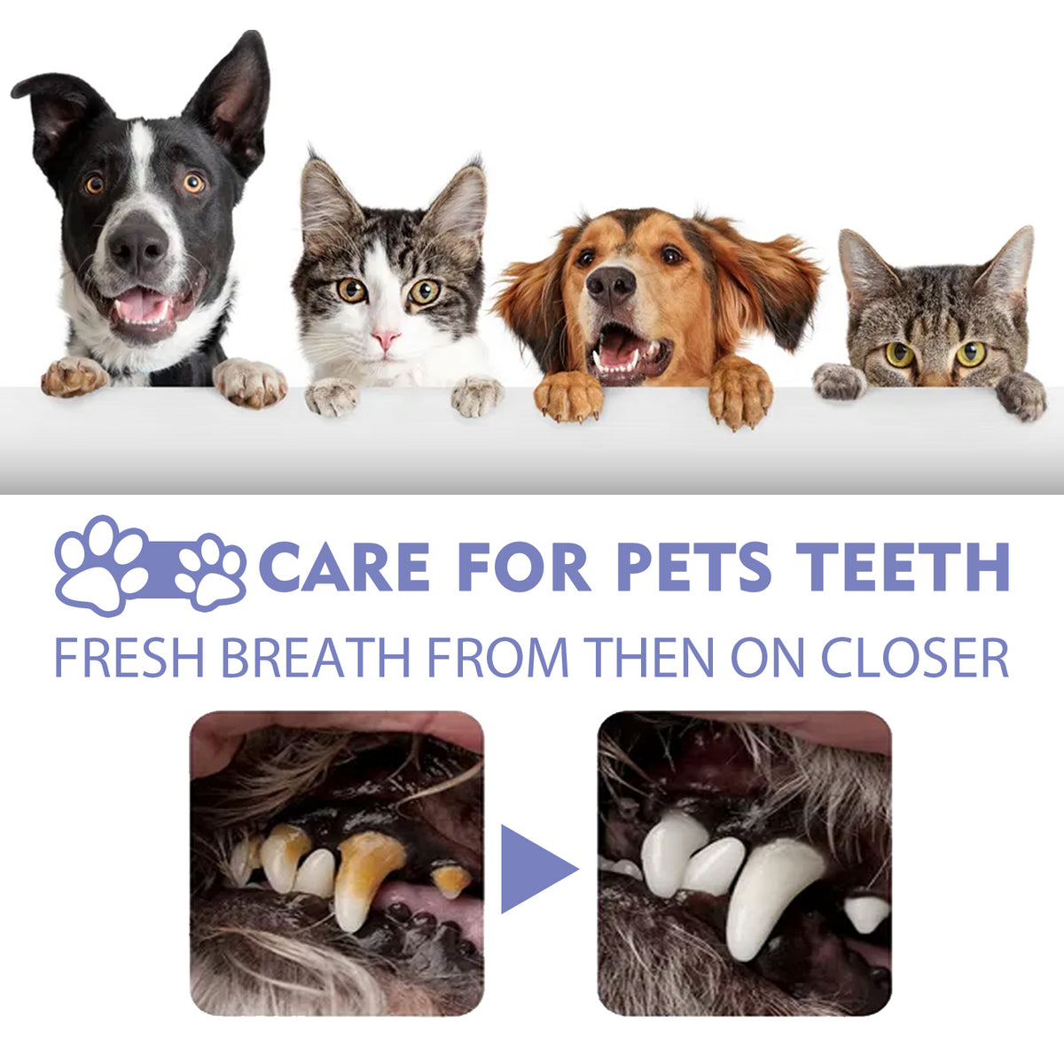 Teeth Cleaning & Fresh Breath Spray for Dogs & Cats